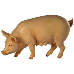 Sau (Schwein)