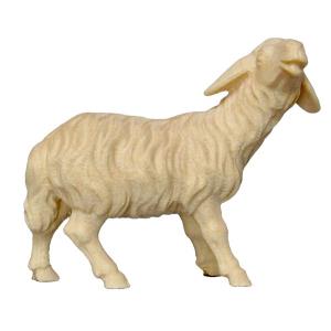Pecora belante FRASSINO