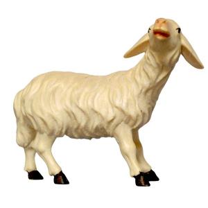 Pecora belante