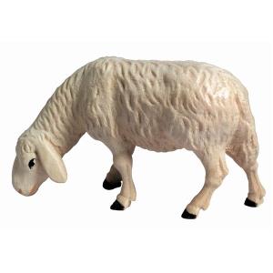 Schaf grasend rechts