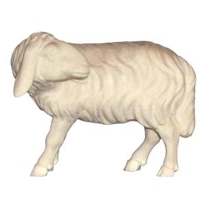Pecora testa girata FRASSINO