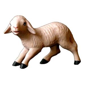 Agnello