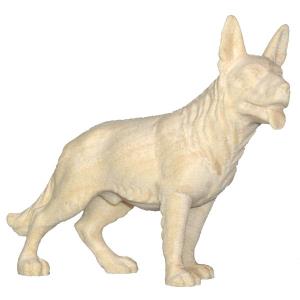 Cane FRASSINO