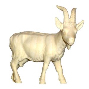 Capra FRASSINO