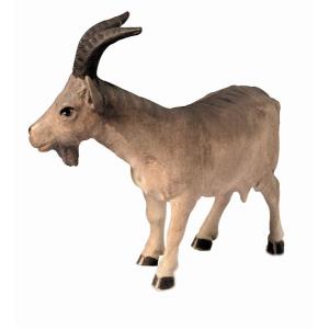 Capra