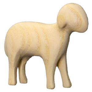 Standing sheep Aram ash