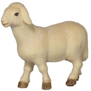 Standing sheep