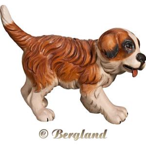 Saint Bernard puppy