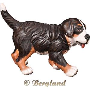 Bernese mountain dog puppy