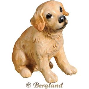 Golden Retriever Welpe