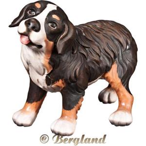 Berner Sennenhund Welpe