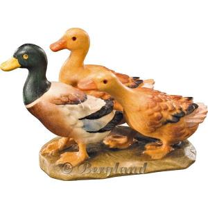 Gruppo anatre