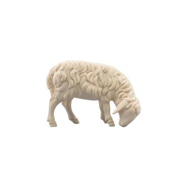 Schaf grasend rechts braun - natur