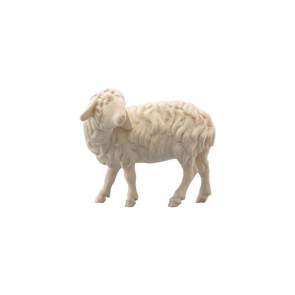 Schaf zurückschauend - natur