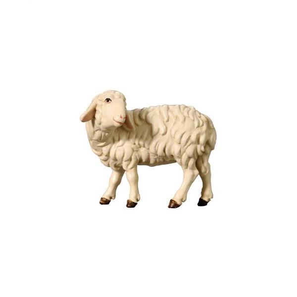 Schaf zurückschauend - 