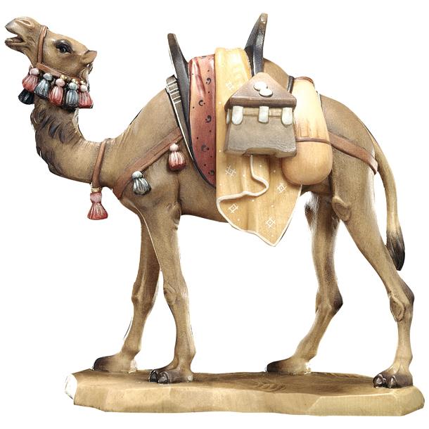 Kamel - lasiert