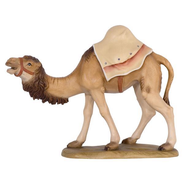 Kamel - natur