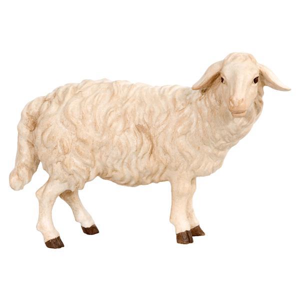 Schaf stehend rechtsschauend - natur