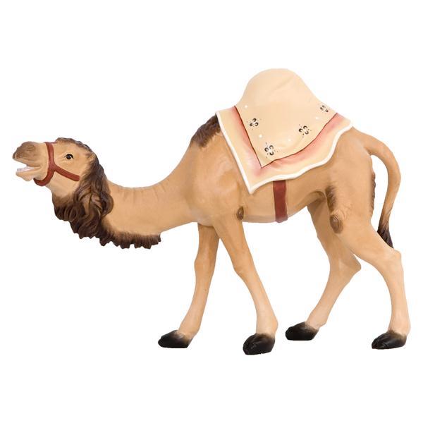 Kamel - natur