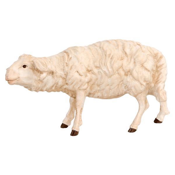 Schaf schauend - natur