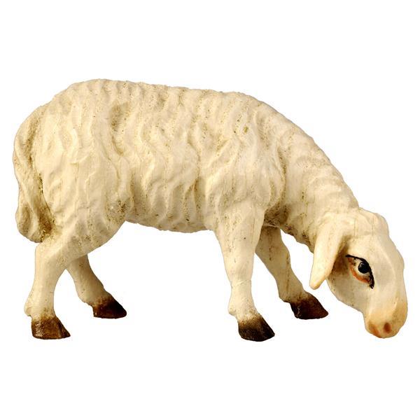 Schaf grasend - natur