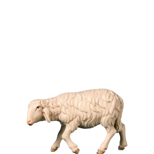 H-Schaf gehend - color