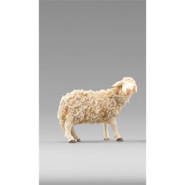 Schaf zurückschauend - color