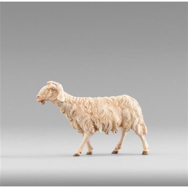 Schaf gehend - color