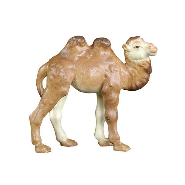Kamel klein - lasiert