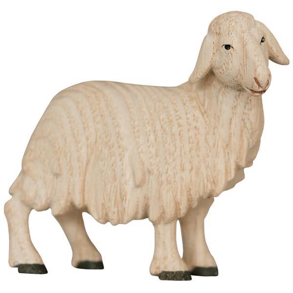 Schaf stehend - color