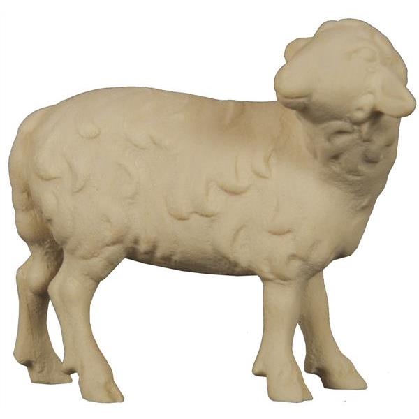 Schaf stehend zurückschauend - natur