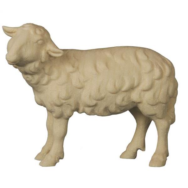 Schaf stehend linksschauend - natur