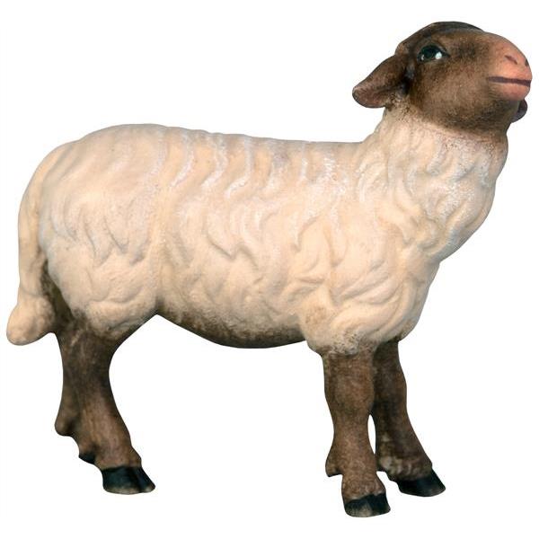 Schwarzes Schaf mit weißem Fell - color