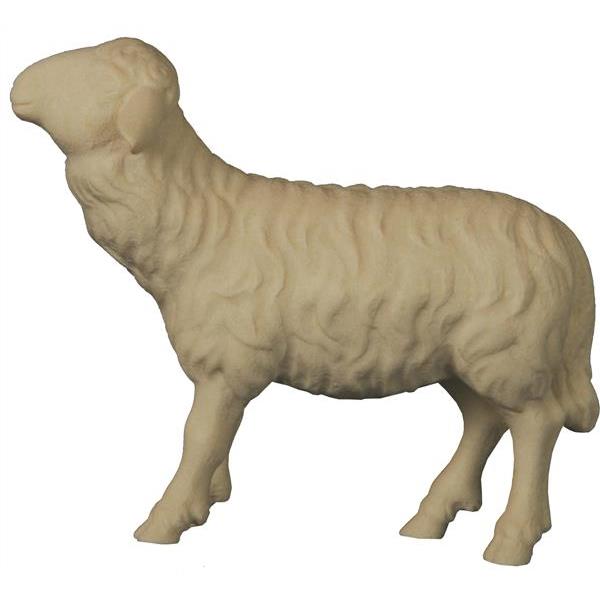 Schaf zu Fütterer - gerade - natur