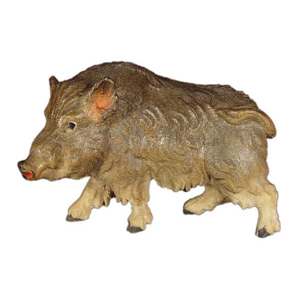 Wildschwein - Keiler in Zirbel - color