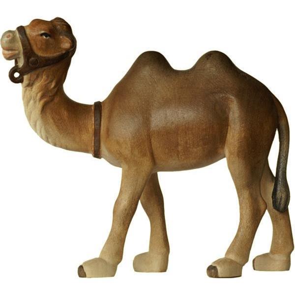 Kamel - Lasiert Wasserfarben