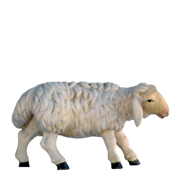 Schaf zuschauend - natur