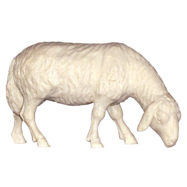 Schaf grasend - natur