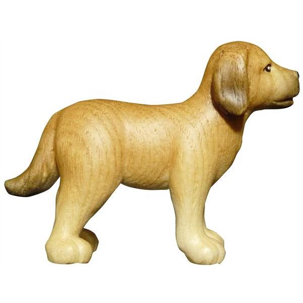 Hund Labrador Esche - natur
